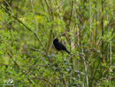 Blackbird – Kos